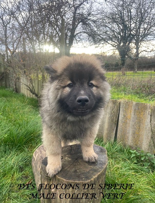 Des Flocons de Siberie - Chiot disponible  - Eurasier