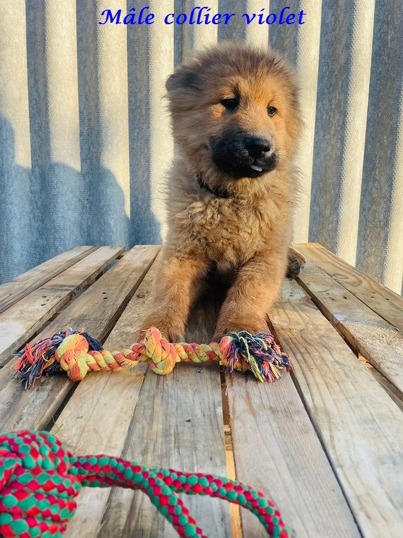 Des Flocons de Siberie - Chiot disponible  - Eurasier