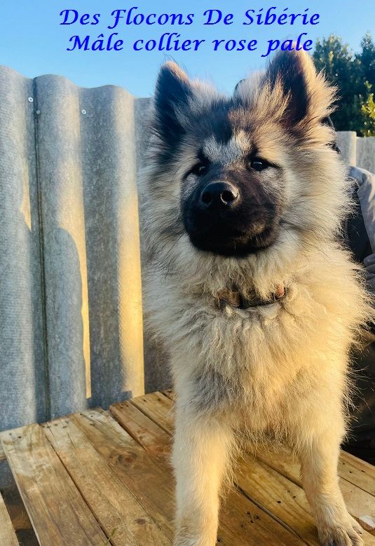 Des Flocons de Siberie - Chiot disponible  - Eurasier