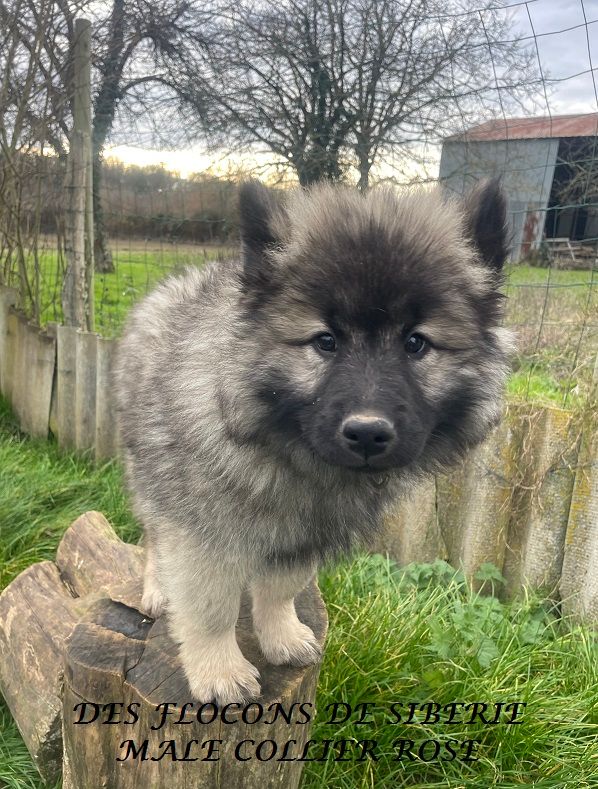 Des Flocons de Siberie - Chiot disponible  - Eurasier