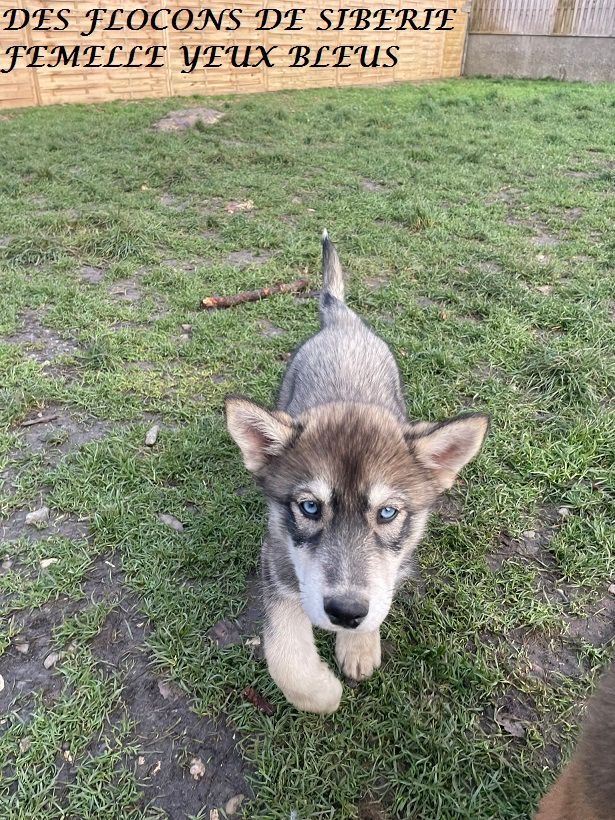 Des Flocons de Siberie - Chiot disponible  - Siberian Husky