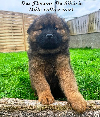 CHIOT 2 MALE (COLLIER VERT)