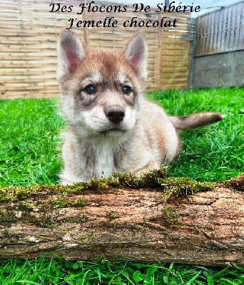 CHIOT CHOCOLAT