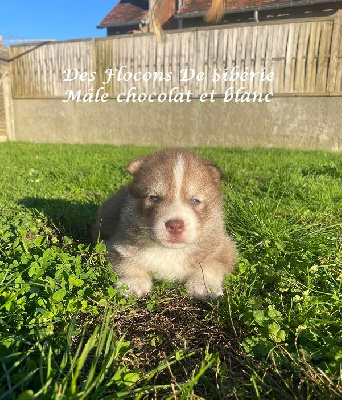 CHIOT CHOCOLAT