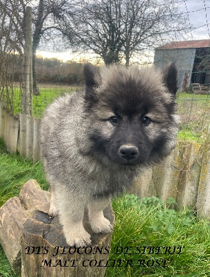 Des Flocons de Siberie - Eurasier - Portée née le 30/09/2024