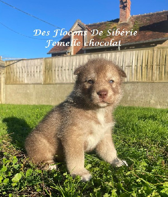 CHIOT CHOCOLAT