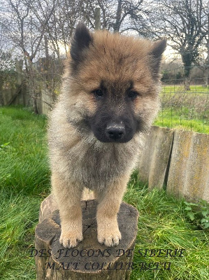 CHIOT 1 MALE (COLLIER BLEU) 