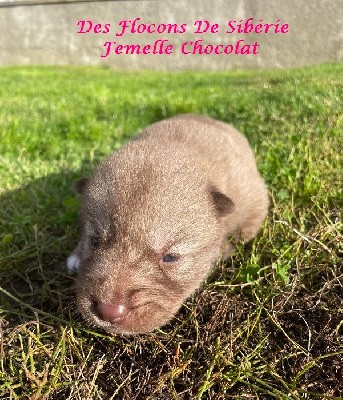 CHIOT CHOCOLAT