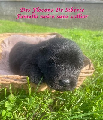 CHIOT 7 FEMELLE (SANS COLLIER) 