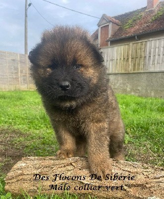 CHIOT 2 MALE (COLLIER VERT)