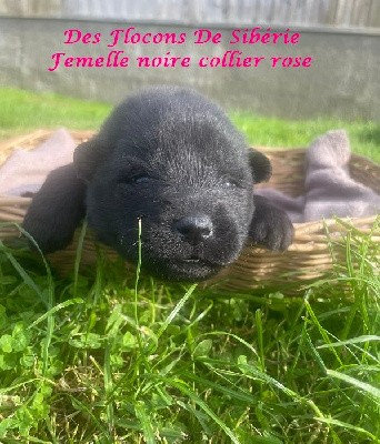 CHIOT 8 FEMELLE (COLLIER ROSE) 