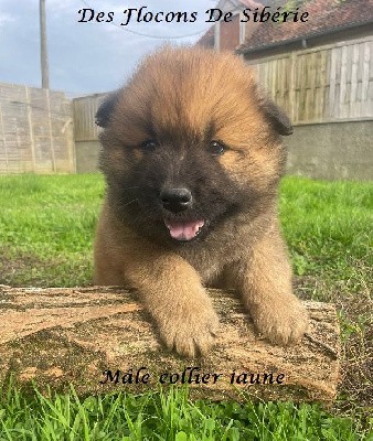 CHIOT 4 MALE (COLLIER JAUNE) 