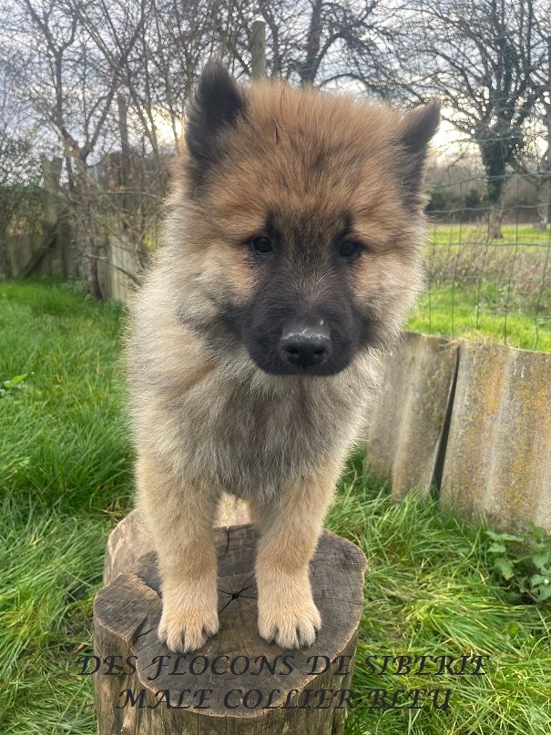 Des Flocons de Siberie - Chiot disponible  - Eurasier