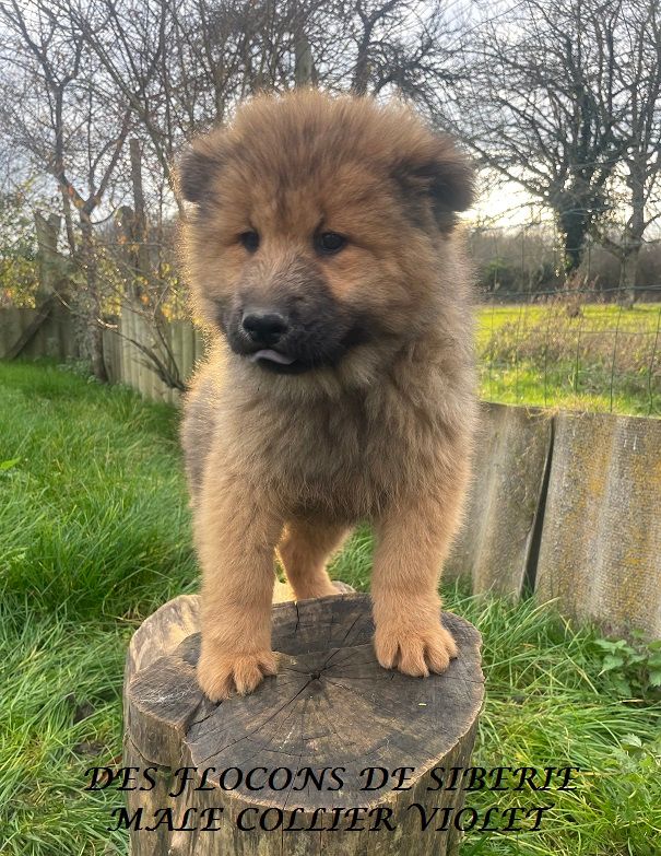 Des Flocons de Siberie - Chiot disponible  - Eurasier