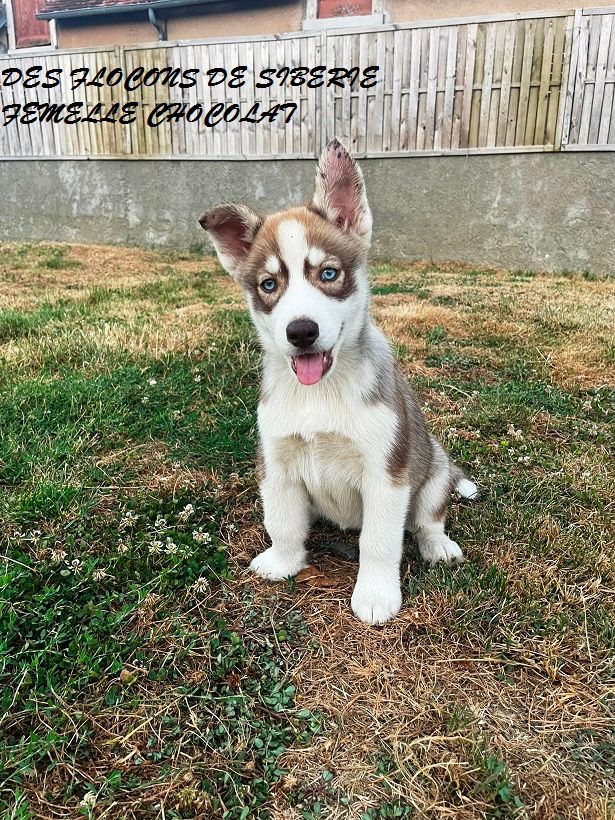 Des Flocons de Siberie - Chiot disponible  - Siberian Husky