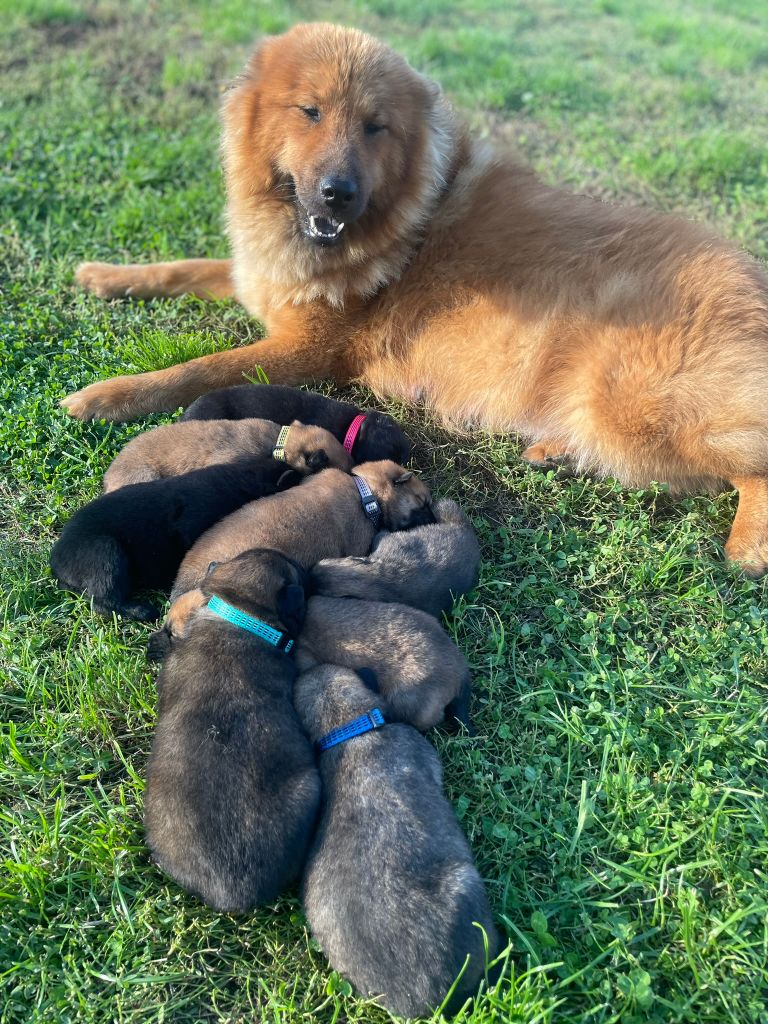 chiot Eurasier Des Flocons de Siberie