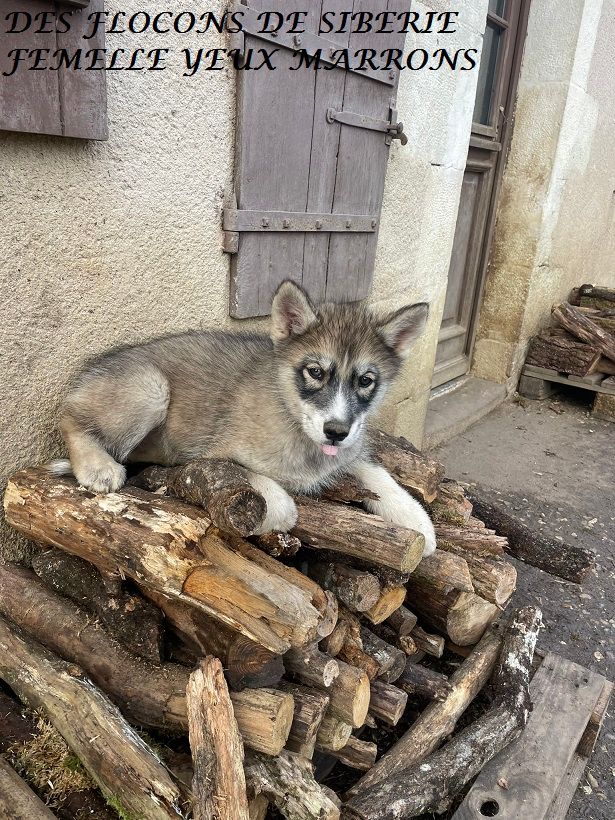 Des Flocons de Siberie - Chiot disponible  - Siberian Husky