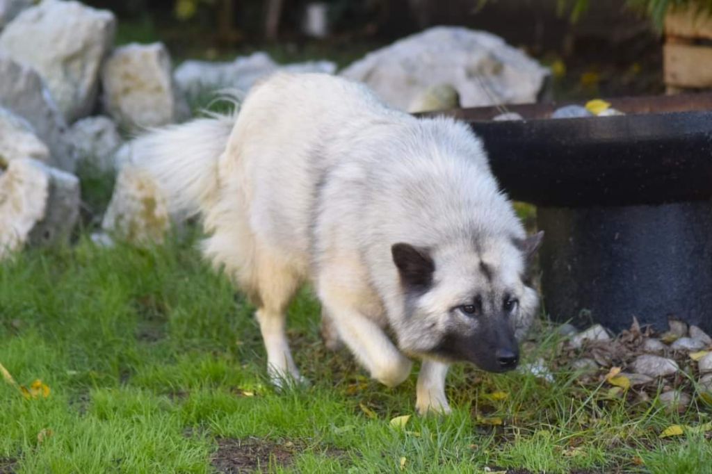 Sa Majesté Des Narcisses Du Royaume D'egypte