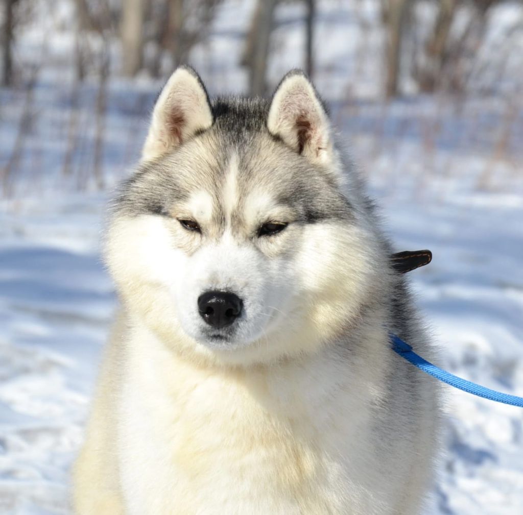 CH. all about orinoco Plush balls