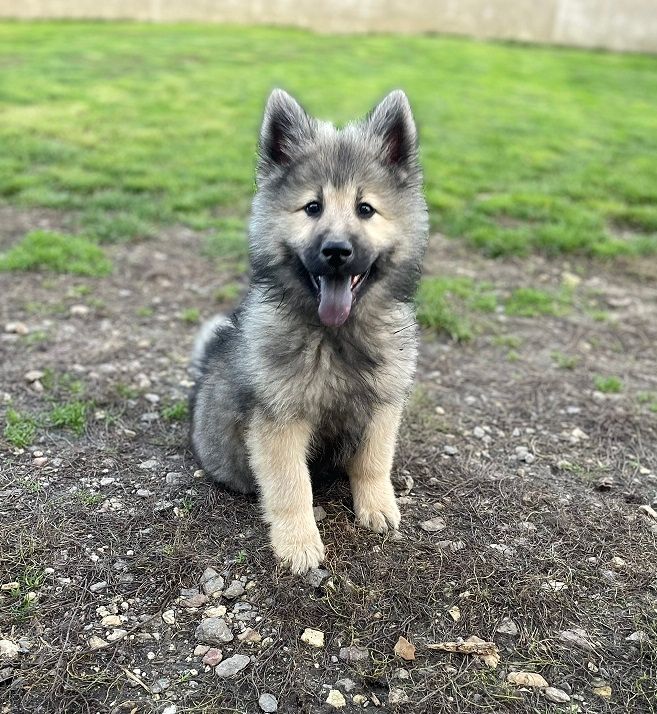 Aily Des Flocons de Siberie