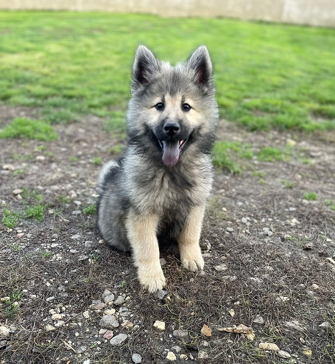 Aily  Des Flocons de Siberie