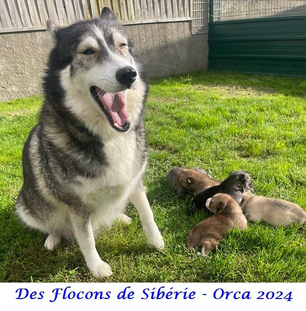 Naissances des chiots d'Orca 2024