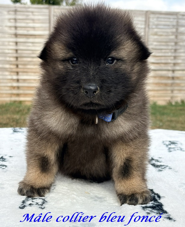 Des Flocons de Siberie - Chiots disponibles - Eurasier