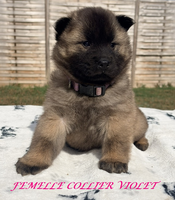 Des Flocons de Siberie - Chiots disponibles - Eurasier