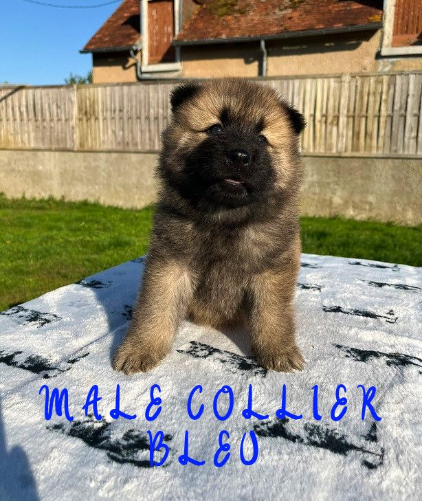 Des Flocons de Siberie - Chiots disponibles - Eurasier