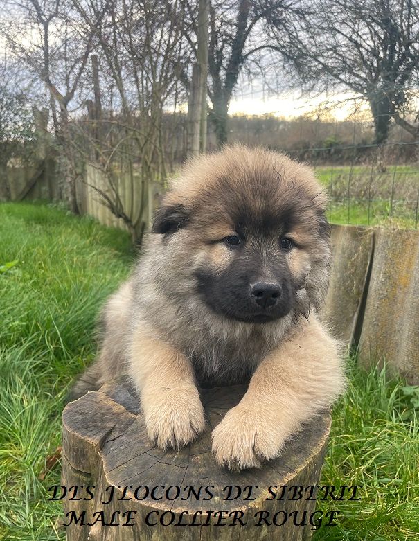 Des Flocons de Siberie - Eurasier - Portée née le 30/09/2024