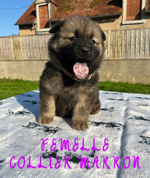 Des Flocons de Siberie - Chiots disponibles - Eurasier