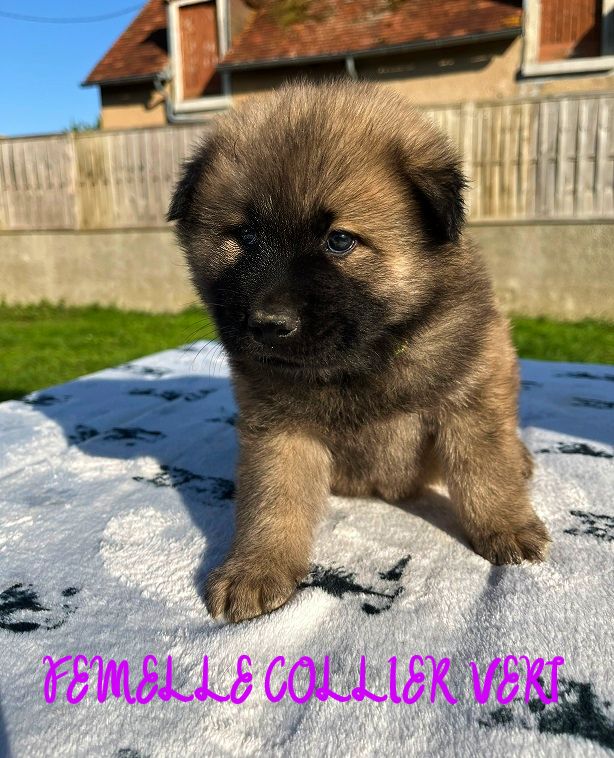 Des Flocons de Siberie - Chiots disponibles - Eurasier