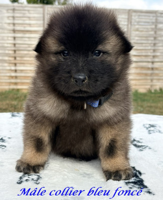 Chiot N°3