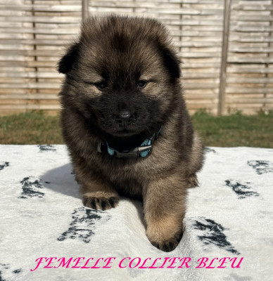 Chiot N°5