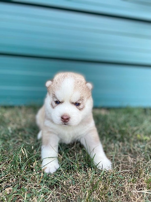 CHIOT 3