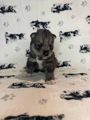 UMY (CHIOT 6)