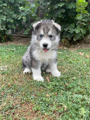 CHIOT FEMELLE 3