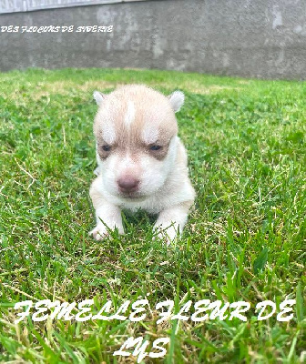 CHIOT 5 Vicky