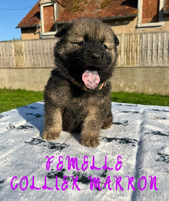 CHIOT FEMELLE COLLIER MARRON