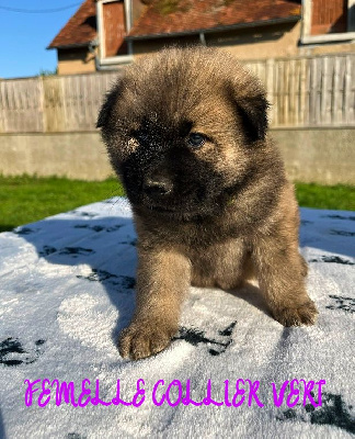 CHIOT FEMELLE COLLIER VERT
