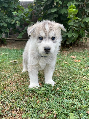CHIOT MALE 1