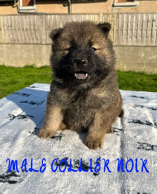 CHIOT MALE COLLIER NOIR 