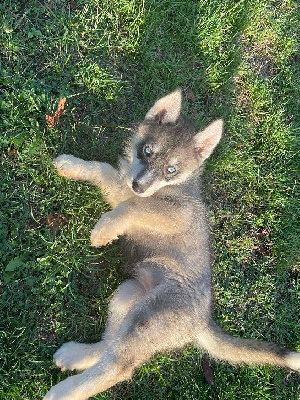 CHIOT 2 