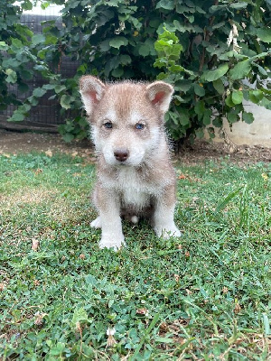 CHIOT FEMELLE 6 