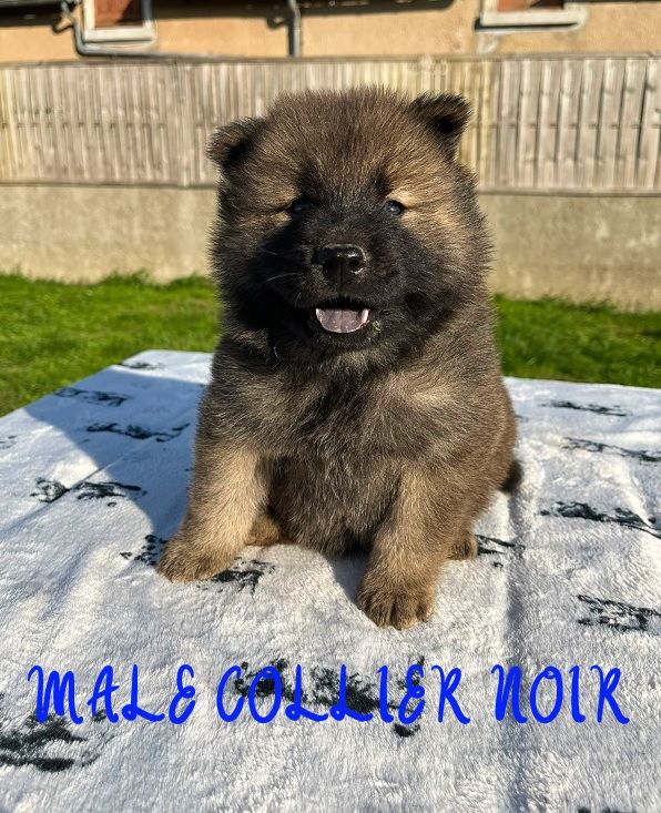 Des Flocons de Siberie - Chiots disponibles - Eurasier