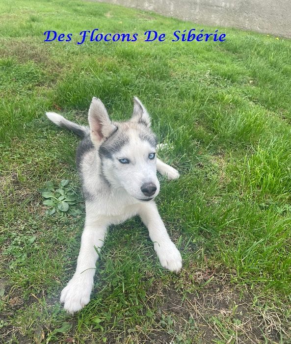 Des Flocons de Siberie - Siberian Husky - Portée née le 01/06/2024