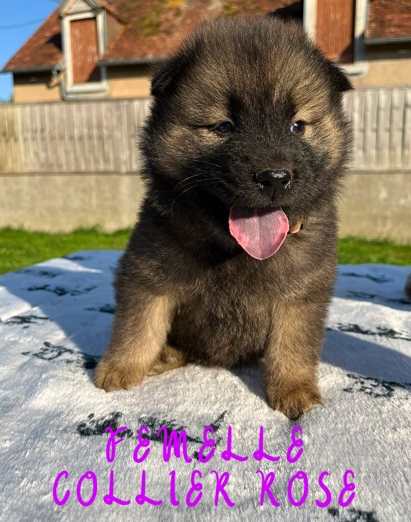 Des Flocons de Siberie - Chiots disponibles - Eurasier